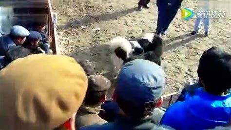 维吾尔族农村斗狗视频_腾讯视频