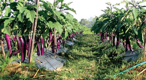 种植茄子需要足够人手 管理到位才可取得高产 - 农牧世界