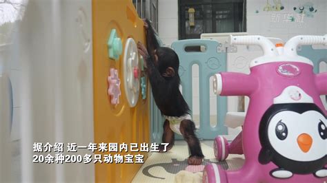 上海野生动物园“兽丁兴旺”宝宝名字由您来选定_凤凰网视频_凤凰网