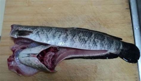 黑鱼的功效与作用及禁忌_黑鱼的营养价值及功效-美食百科-经验本