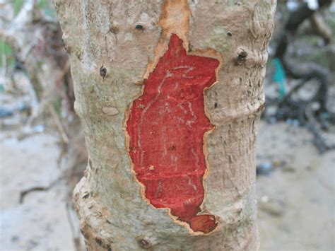 广西北仑河口国家级自然保护区之红树林印象_www.isenlin.cn