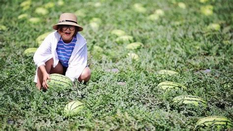 44天记录西瓜生长的全过程