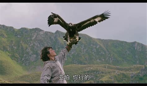 追鹰日记：被淘汰的雏鹰被人类收养，最终一度逆袭成为鹰王_腾讯视频