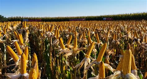 赵久然团队：二十年打造高产玉米品种“京科968”_凤凰网视频_凤凰网