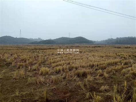 宜春1500亩水稻田转租--中国土地网|土地资源网