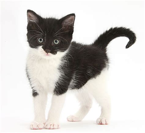 黑白猫的名字应该取什么可爱呢，黑白猫的名字大全洋气点-酷派宠物网