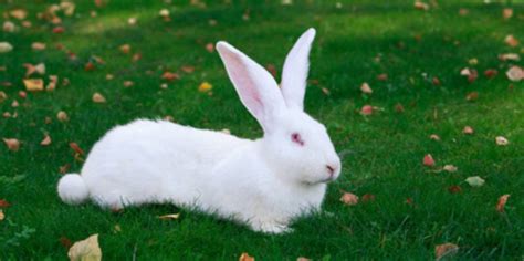 公主兔，一种比较常见的宠物兔