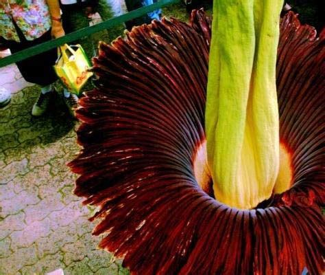 奇奇怪怪的花,奇奇怪怪的植物,奇葩花图片_大山谷图库