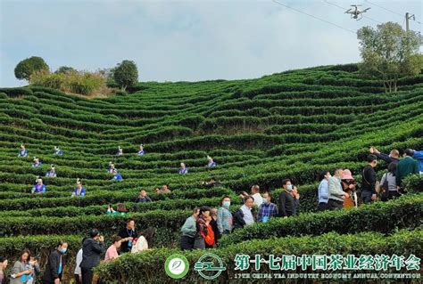 聚焦第十七届中国茶业经济年会，“三茶统筹”引领茶产业发展_说茶传媒