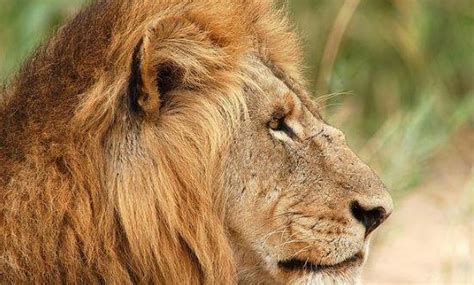 世界公认的十大传奇狮王名字 - 金融 - 尧都门户网