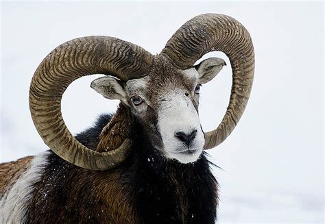 【羊图片】高清羊的图片大全，可爱的生肖羊卡通图片_365养羊网