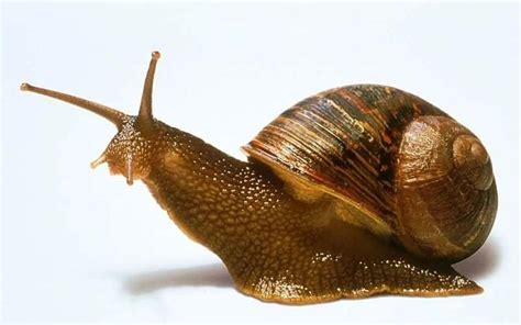 蜗牛吃什么食物，它的天敌是什么-农百科