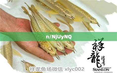 9公分 - 白子黄化银龙鱼 - 广州观赏鱼批发市场