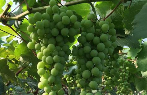 葡萄几月种植?葡萄移栽最佳时间-种植技术-中国花木网