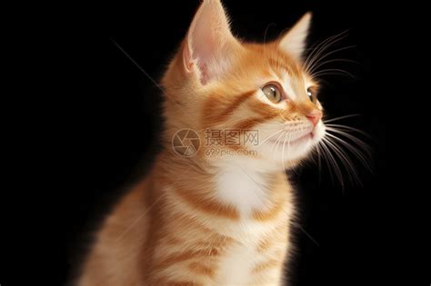 猫的好奇心高清图片下载-正版图片600900090-摄图网
