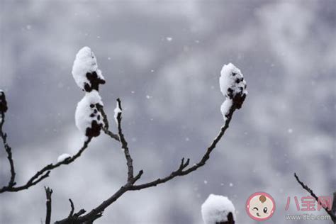 2019下雪了发朋友圈唯美说说 下雪了开心的心情句子 _八宝网