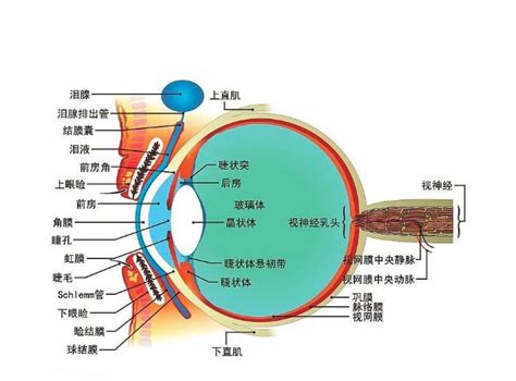 眼部结构图图片