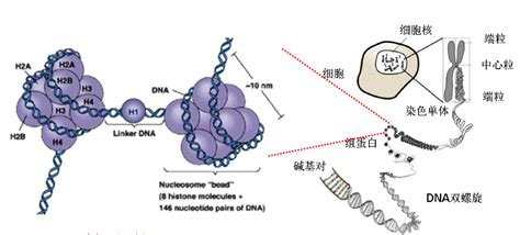 图1-3-A DNA的一级结构，图1-3-B RNA的一级结构