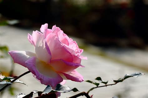 玫瑰花语颜色代表什么(各种颜色玫瑰花的花语) - 【爱喜匠】