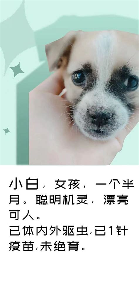 宠物免费领养X展架设计图片_易拉宝_编号10293536_红动中国