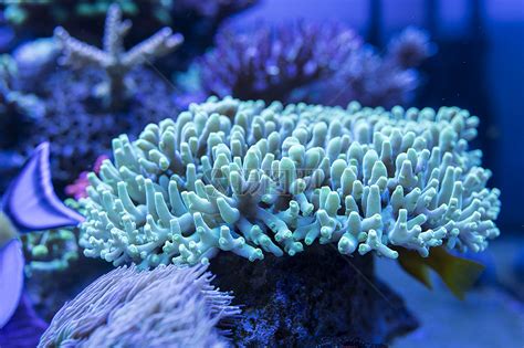 探索神奇海底世界 拍摄水下鱼类照片_PCPOP泡泡网