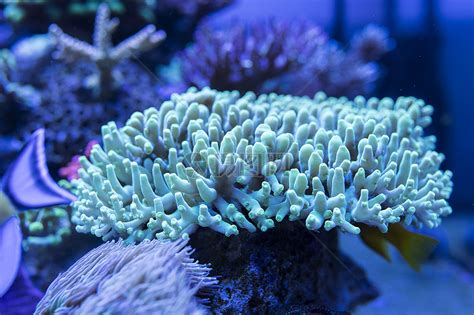 海洋生物图片