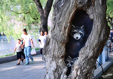 公园树洞里出现动物画像 - 今日新闻 梅州时空