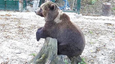 俄罗斯最美地位的棕熊的表亲——黑熊 - 知乎