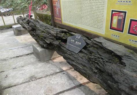 800岁金丝楠木(图) 原来这10种木材最珍贵_社会新闻_南方网