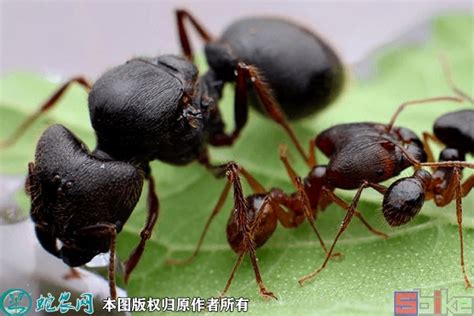 最适合入门的宠物蚂蚁品种，神奇的野蛮收获蚁 - 知乎