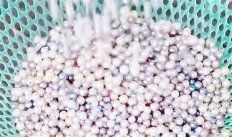 江苏金湖：两个月、200多人完成1万亩 珍珠蚌开始人工植核种珠