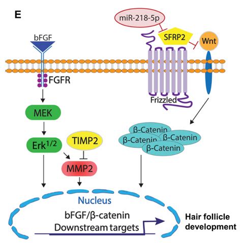 脱发治疗新希望！Science：发现可促进头发再生的miRNA疗法 研究开发 | 华源医药网
