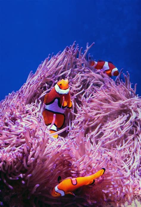 海葵和小丑鱼高清摄影大图-千库网