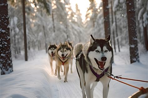 行走在雪地上的雪橇犬46664_小狗_动物类_图库壁纸_68Design
