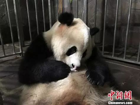 张家齐要给熊猫定名字了？网友评论超可爱！_澎湃号·媒体_澎湃新闻-The Paper