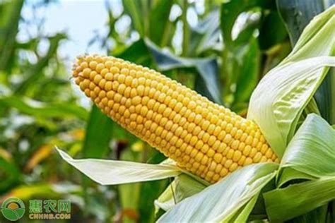 葫新716玉米品种的国审公告-搜狐大视野-搜狐新闻