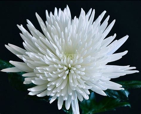 白色菊花花卉元素素材下载-正版素材401676454-摄图网