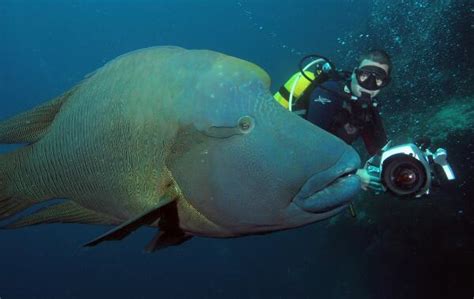 世界上最大的珊瑚鱼类，苏眉鱼（长超2米体重高达380斤）_探秘志