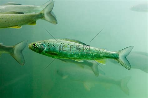 北极茴鱼 (Thymallus arcticus) 的浅滩高清摄影大图-千库网