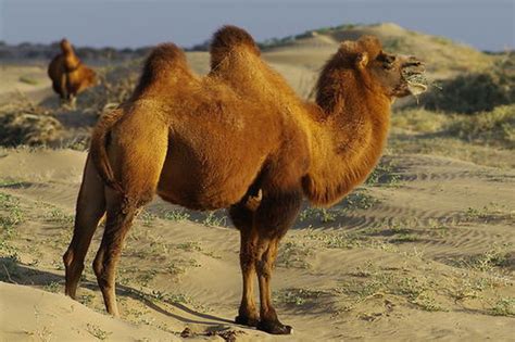 秘境寻踪：一个女人和野骆驼的故事 - 中国自然保护区生物标本资源共享平台