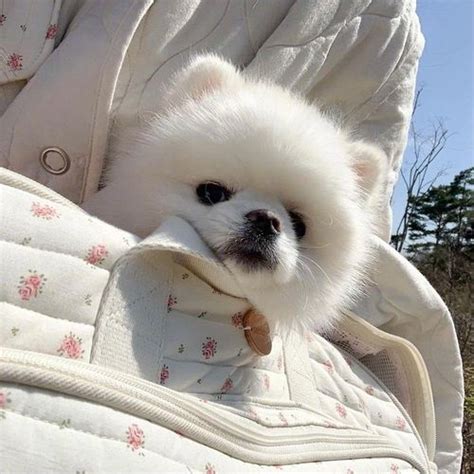 奶狗非主流头像