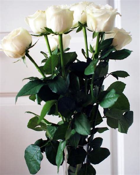 33朵白玫瑰27款-33朵白玫瑰，外围紫色勿忘我-全国送货上门优惠价格:435元-168鲜花速递网。