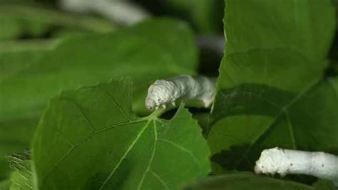 蚕的幼虫在生长过程中身体发生了哪些变化，蚕卵在孵化过程中发生的变化|admin_人人点