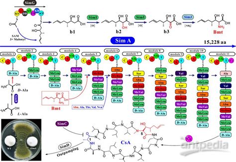 王成树研究组揭示了环孢霉素合成机理及生物学功能_光谱网
