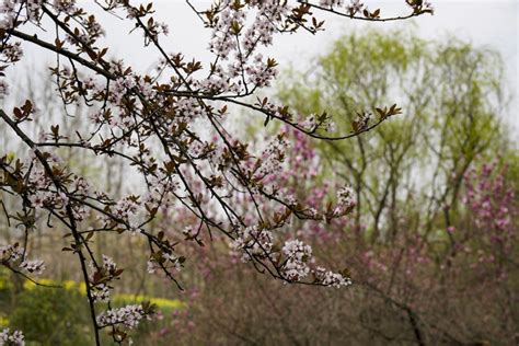 日本长野的一片桃园。春天，百花盛开。照片摄影图片_ID:352540659-Veer图库