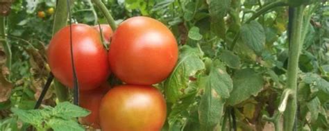 番茄整枝方式、方法，番茄整枝打杈方法-农百科