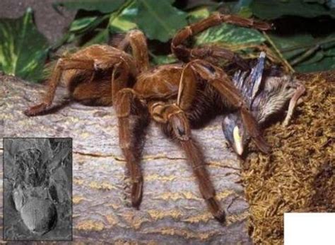 巨蜘蛛多大图片及简介：相当恐怖的丛林猎杀者（图）_知秀网