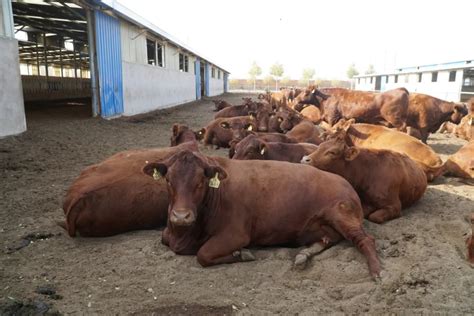 牛羊全产业链产值超630亿元！宁夏饲养肉牛204万头、滩羊1300万只