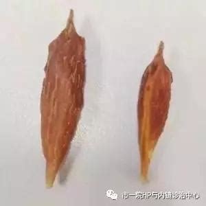 两颗枣核雕刻高清图片下载_红动中国