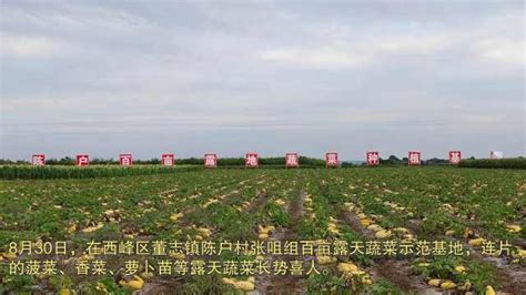 董志镇庄头村：建强支部夯实基础富民产业“从有到强” - 庆阳网